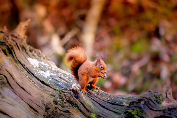 squirrel on a tree