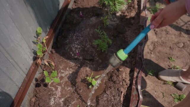 TopDown Seedling Bed Being Watered, Gardener Tending Young Vegetable Starts With Hose, Soil Dark And Moist, Rows Of New Plants, Hands And Boots Visible, Careful Irrigation For Early Growth