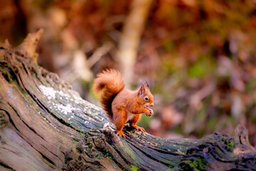 squirrel in the park