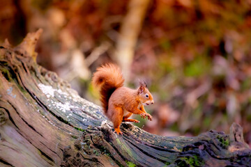 squirrel in the park