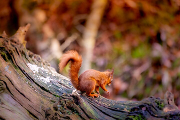 squirrel on a tree © Andrew