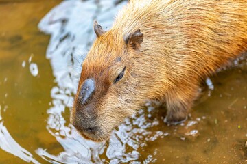 South American capybara, the largest South American rodent.