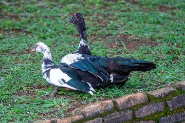 A pair of domestic ducks mating.
