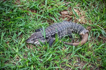 Naklejka premium Black and White Tegu Lizard Shedding Skin on Green Grass. Tupinambis