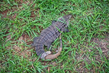 Black and White Tegu Lizard Shedding Skin on Green Grass. Tupinambis