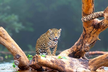 Powerful Jaguar Resting on a Log in the Jungle