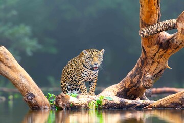 Powerful Jaguar Resting on a Log in the Jungle