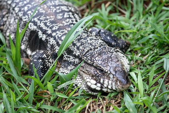 Black and White Tegu Lizard Shedding Skin on Green Grass. Tupinambis