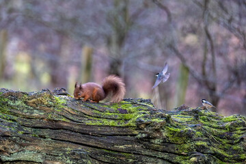 squirrel in the forest