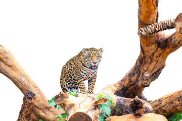 Powerful Jaguar Resting on a Log in the Jungle