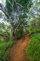 Along the Waimea Canyon Trail on Kauai, HI