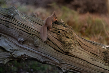 squirrel in the forest