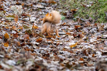 squirrel in the forest