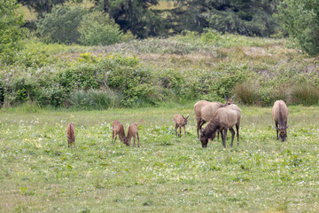 Roosevelt elk in Crescent City CA
