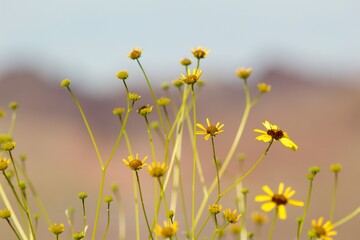 close up of yellow brittlebush plant (Encelia farinosa), a common desert shrub in the southwestern United States and Mexico