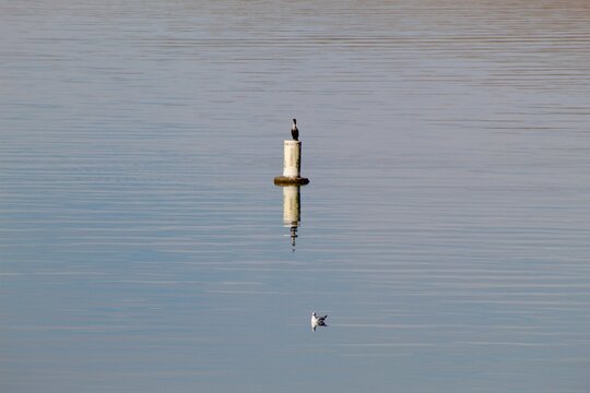 Bird cout duck sitting on top of buoy with reflection in water