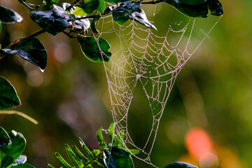 Spider web with morning dew