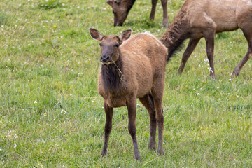 Fototapeta premium Roosevelt elk in Crescent City CA