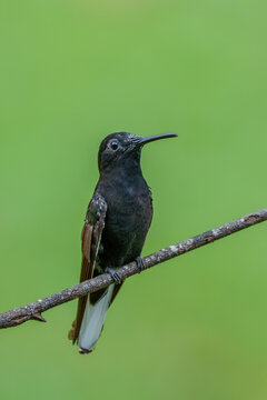 Beija-flor black jacobin no fundo verde