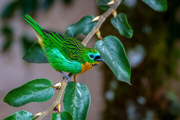Saira lagarta no galho