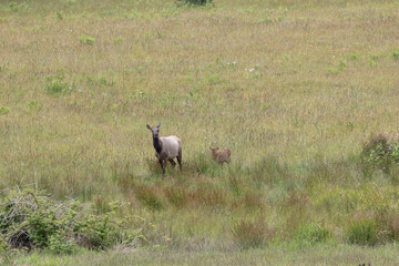 Roosevelt elk in Crescent City CA