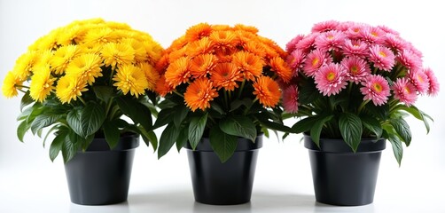 Three potted chrysanthemums in yellow, orange, and pink hues sit in black containers. Rich green leaves fill spaces between bright floral heads. Plants are arranged together on clean white backdrop.