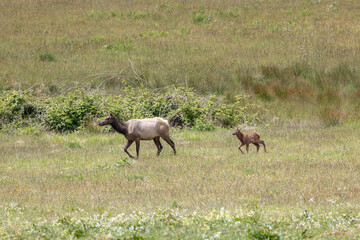 Roosevelt elk in Crescent City CA