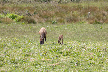 Roosevelt elk in Crescent City CA