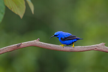 Sai de perna amarela