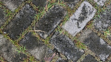 Top View of Interlocking Pavers with Green Grass and Weeds in Pavement Joints.