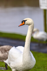 white swan on the grass