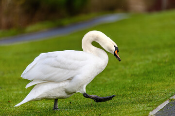 swan on the grass