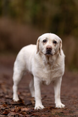 golden retriever puppy