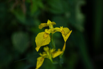 初夏に咲くキショウブの花