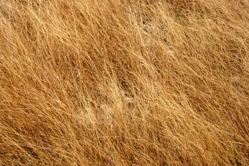 Dry Grasses Blown Over From Strong Winds Of Big Bend
