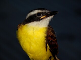 Fototapeta premium Close up of Great Kiskadee (Pitangus sulphuratus) bird in Bejucal, Trinidad and Tobago.