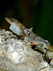 A brown anole lizard on the Caribbean island of Trinidad and Tobago, shedding its skin.