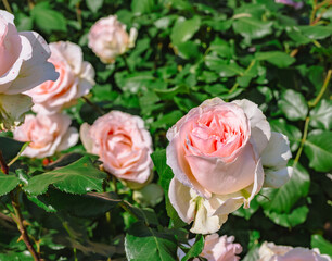 めぬま道の駅　バラの花2ー32