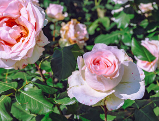 めぬま道の駅　バラの花2ー28