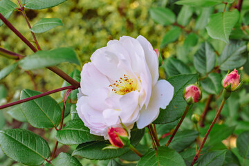 Obraz premium めぬま道の駅 バラの花2ー23