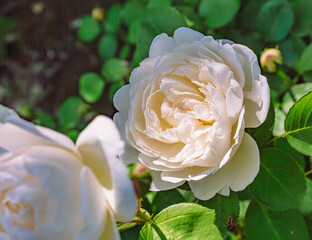 めぬま道の駅　バラの花2ー27