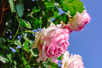 めぬま道の駅　バラの花2ー12