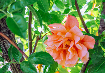 めぬま道の駅　バラの花2ー4