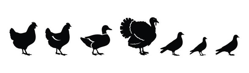 Collection of diverse bird silhouettes featuring farm poultry and domestic species for design projects