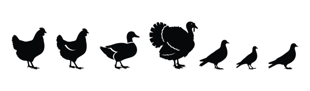 Collection of diverse bird silhouettes featuring farm poultry and domestic species for design projects