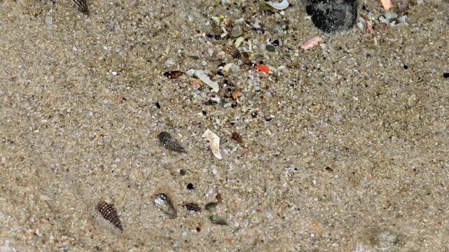 Macro close up of small spiral snails or whelks moving slowly and burying into wet beach sand Microscopic life and natural movement on the ocean shore