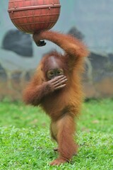 a little orangutan standing in the grass while covering his mouth © Pitokung