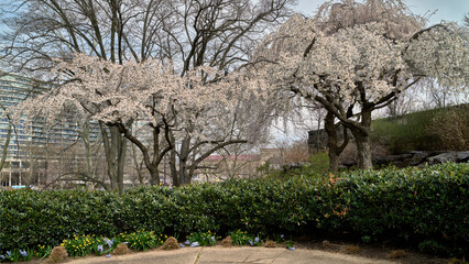 Cherry Trees Along a Park Edge Beneath a City Skyline © jia