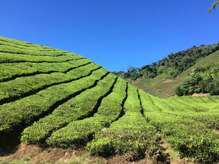 Tea Plantation Landscape in Cameron Highlands Malaysia