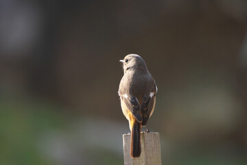 冬の日差しを横から浴びるジョウビタキのメス